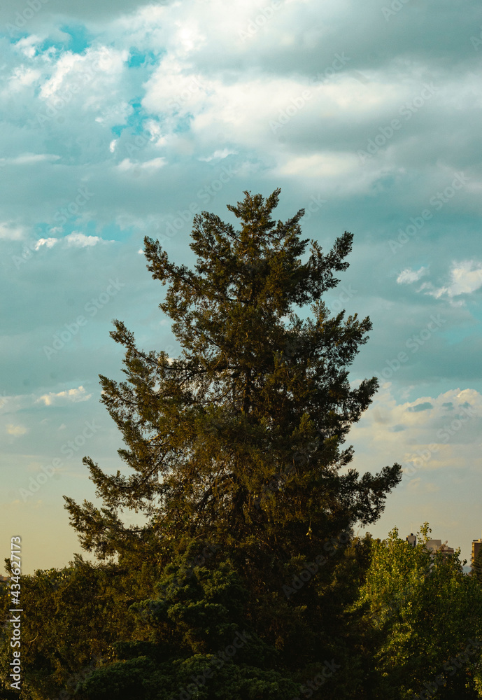 Obraz premium trees in the sky