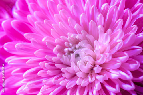 Close up white pink flower of Chrysanten with selective focus  Chrysanths are flowering plants of the genus Chrysanthemum in the family Asteraceae  Nature floral pattern texture background.