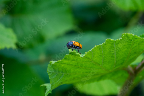 A ladybug on a leaf © Marco Bonomo
