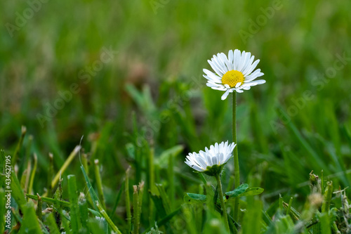 Two daisies in the meadow