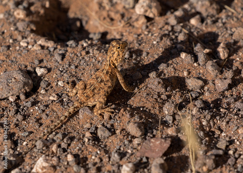 lizard in namibian kalahari dry landscape