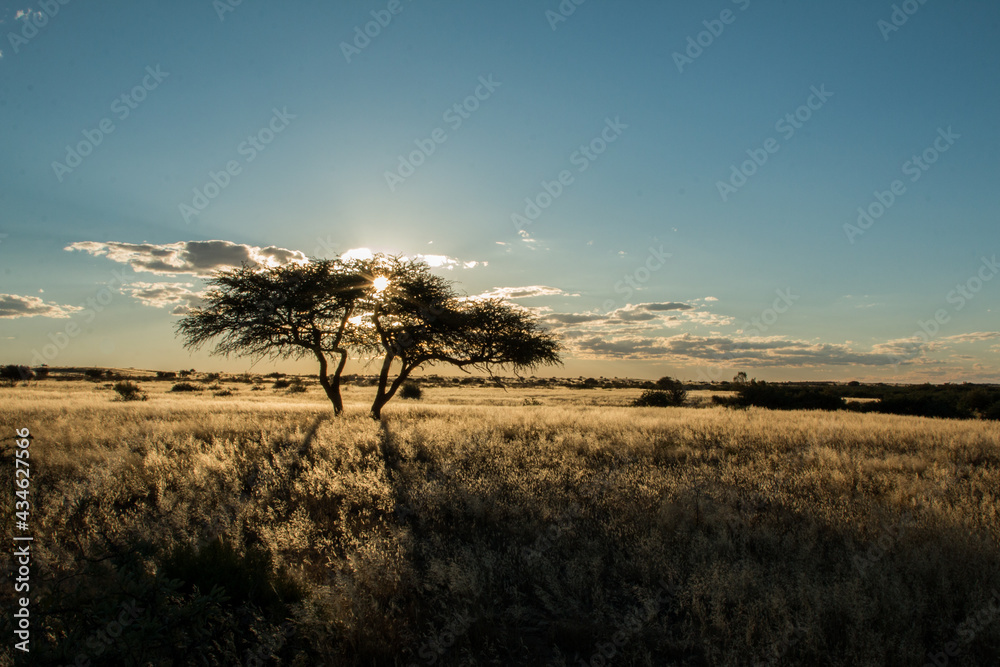 silhouette of acacia tree in sunset light in namibia kalahari desert - obrazy, fototapety, plakaty 