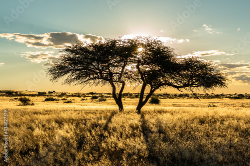 silhouette of acacia tree in sunset light in namibia kalahari desert