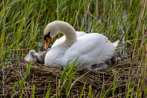A Swan and Cygnets on a Nest, with Reeds in the Stream Surrounding