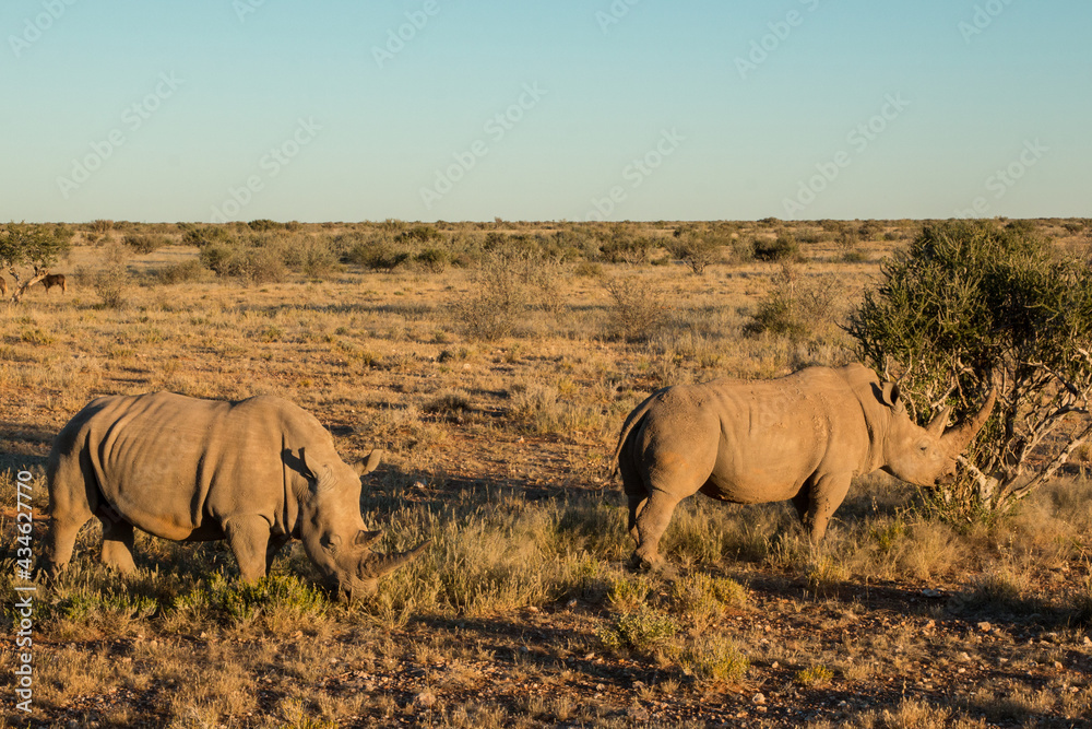 Fototapeta premium two white rhinos with large horns grazing in sunset light in namibia private game reserve