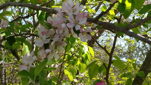 blooming tree in spring