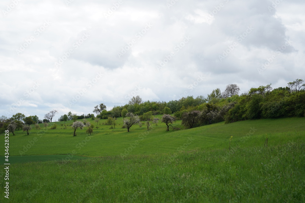 Grünes Feld im Frühling mit blühenden Obstbäumen im Coburger Land