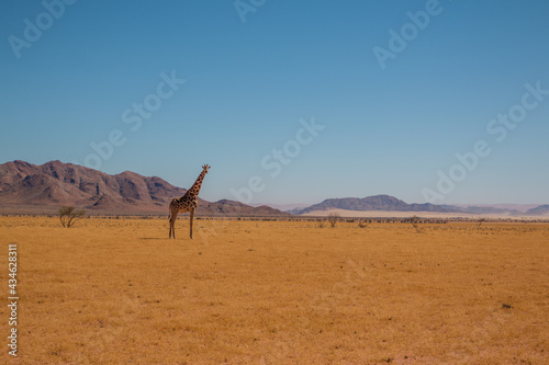 lone giraffe standing in typcial namibian landscape in namib naukluft park during selfdrive april 2021 © Miguel