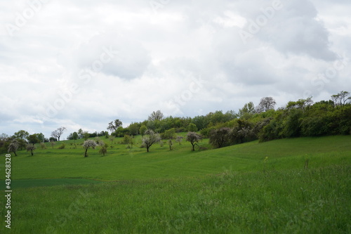 Grünes Feld im Frühling mit blühenden Obstbäumen im Coburger Land