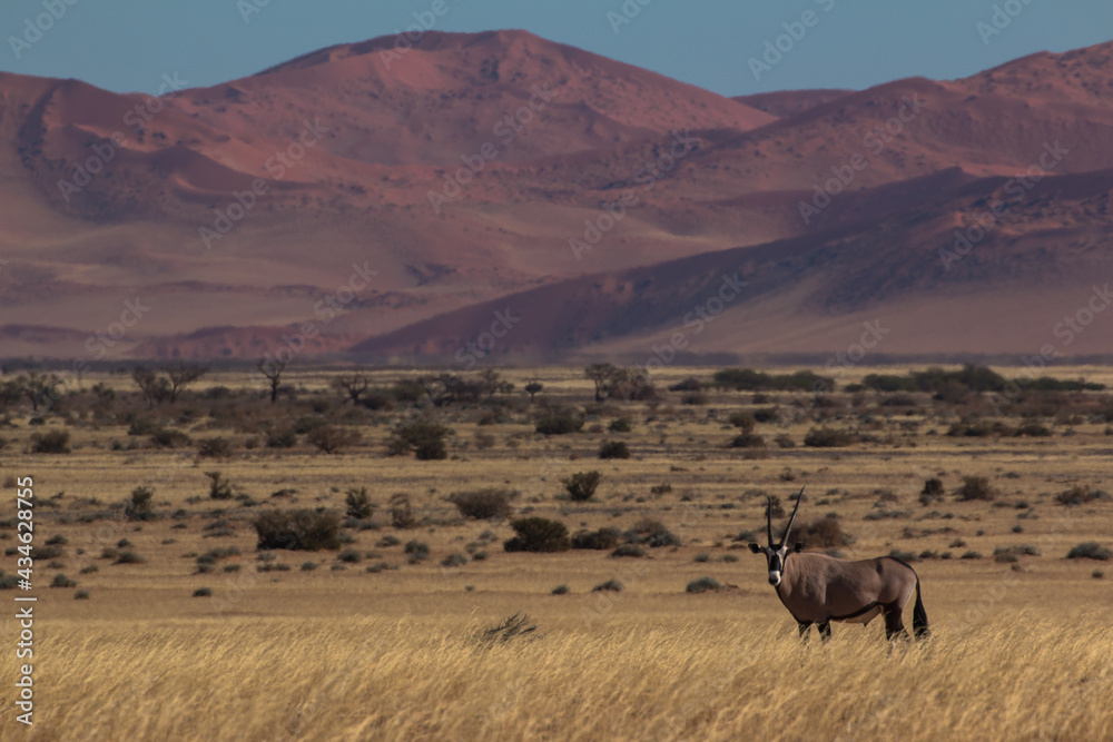 oryx antelope in sossusvlei during 2021 self drive in beautiful light setting oryx antelope in sossusvlei during 2021 self drive in beautiful light setting