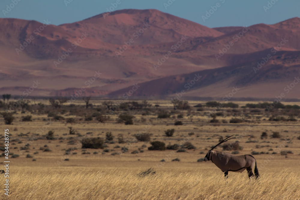 single oryx antelope in sossusvlei landscape during 2021 self drive in beautiful light setting single oryx antelope in sossusvlei landscape during 2021 self drive in beautiful light setting