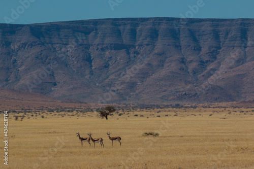 group of springboks in typcial namibian landscape in namib naukluft park during selfdrive april 2021