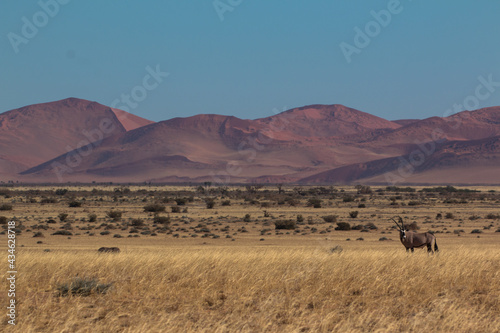 oryx antelope in sossusvlei during 2021 self drive in beautiful light setting