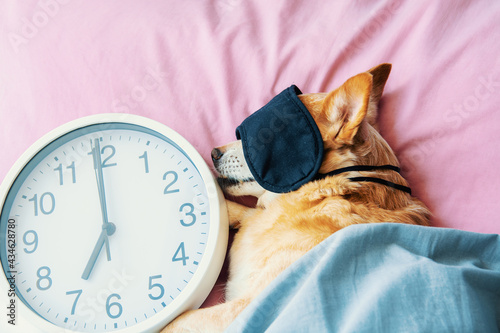 red dog sleeping with sleeping mask on in bed. early morning lights	
