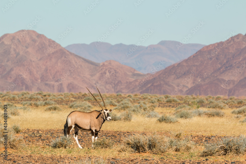 Fototapeta premium single oryx antelope in sossusvlei landscape during 2021 self drive in beautiful light setting