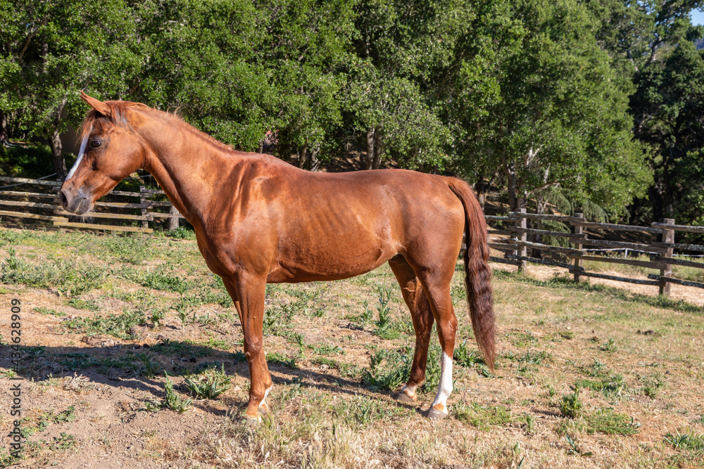 Side Profile of Arabian Mare Horse in a Fenced Corral Against a Wooded Green Backdrop Side Profile of Arabian Mare Horse in a Fenced Corral Against a Wooded Green Backdrop