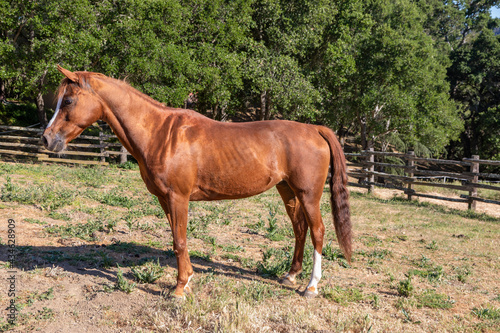 Side Profile of Arabian Mare Horse in a Fenced Corral Against a Wooded Green Backdrop
