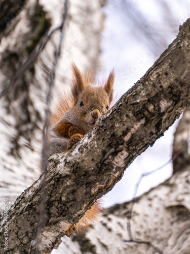 squirrel on a tree © Katrin