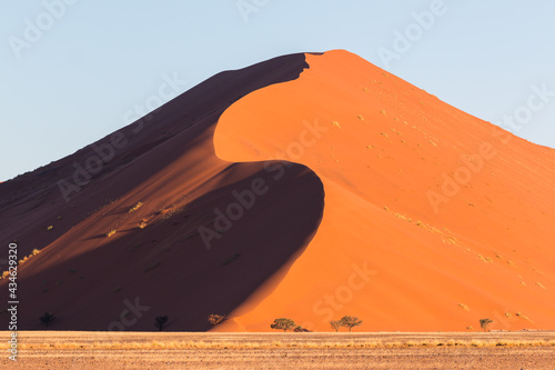 red dunes of sossusvlei during sunrise light with trees in foreground and sunny and shaded sided dune during self drive safari 2021