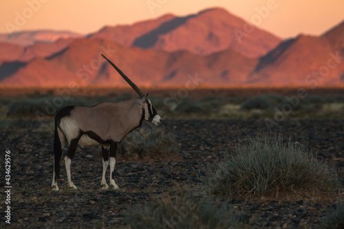 single oryx antelope in sossusvlei landscape during 2021 self drive in beautiful light setting