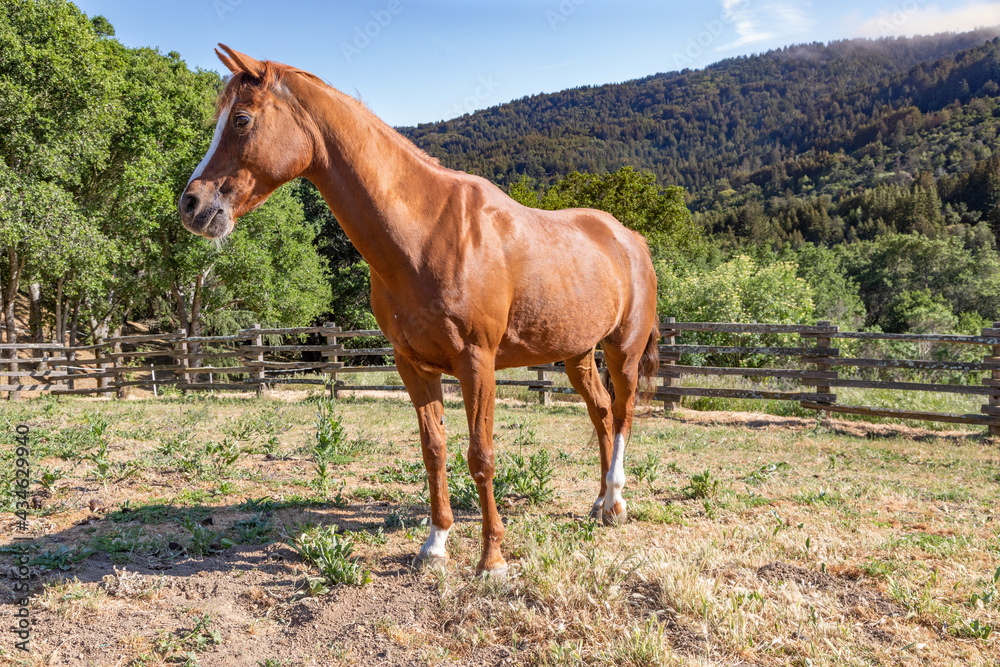 An Arabian Mare Standing in Her Fenced Paddock With Green Rolling Hills in the Background An Arabian Mare Standing in Her Fenced Paddock With Green Rolling Hills in the Background
