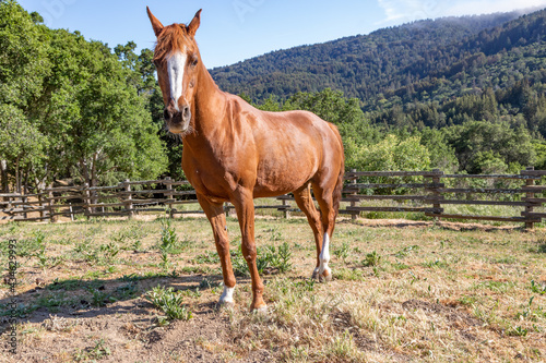 Arabian Mare Horse Standing in a Fenced Paddock