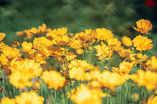 Beautiful summer yellow flowers of Coreopsis lanceolata in the garden