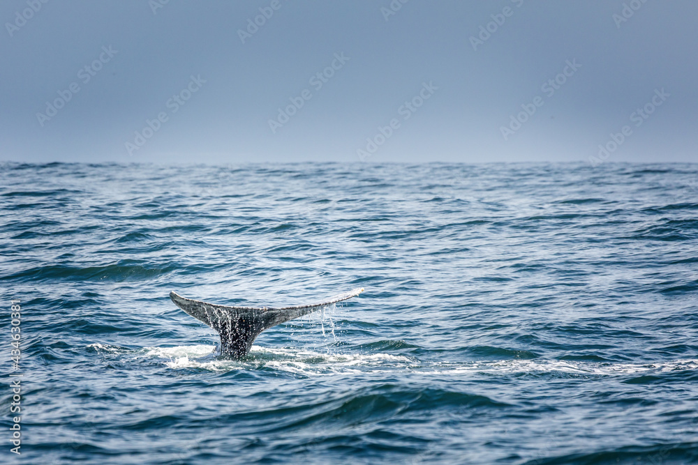 Fototapeta premium Tail fin of a diving grey whale in the pacific ocean