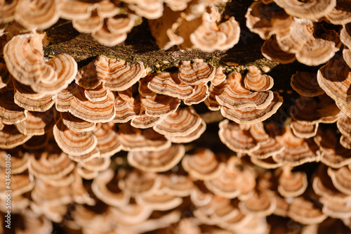 Brown autumn mushrooms on tree