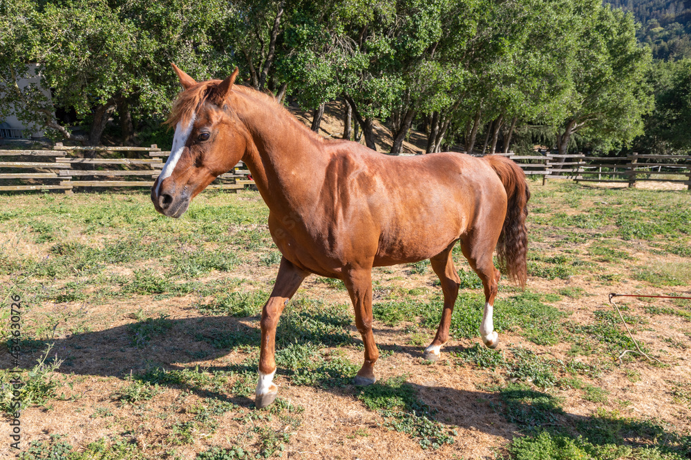 Arabian Mare Horse Walking in Fenced Paddock Arabian Mare Horse Walking in Fenced Paddock
