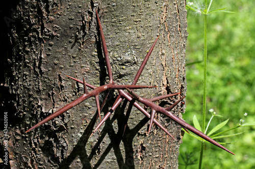 lunghe spine ramificate (spino di Giuda - Gleditsia triacanthos) photo