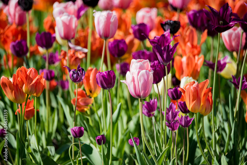 A field of tulips  the regular shapes of flowers in close-up. Pink tulips growing densely close to each other.