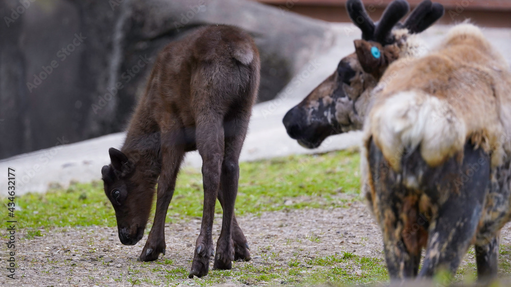 Baby Reindeer Baby Reindeer