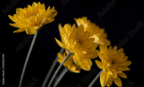 Bright Yellow Chrysanthemum Flowers