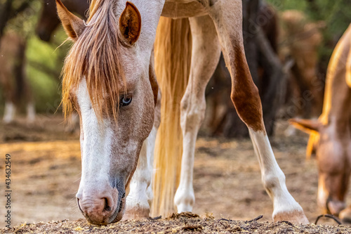 Band of wild horses in the Arizona desert drinking water and eating food