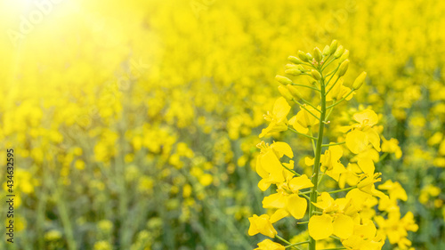 Canola oil. Rapeseed plant  colza rapeseed for green energy. Yellow rape flower for healthy food oil on field. Mustard Flower blossom.