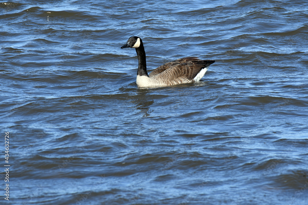 Canada Goose swimming on the river Canada Goose swimming on the river