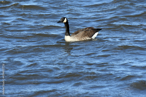 Canada Goose swimming on the river