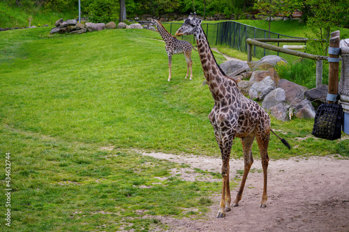 Young Masai Giraffe