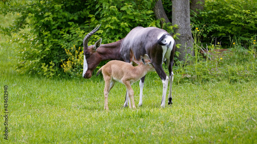 Adult Bontebok and Young Calf photo