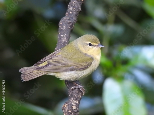 Tennessee Warbler 3 photo