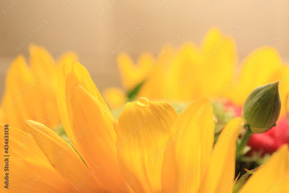 Yellow Sunflower 