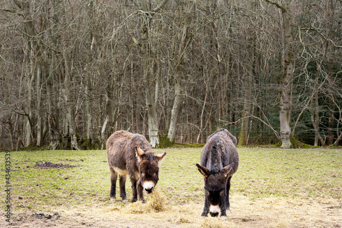 Two little donkeys in a field eating hay