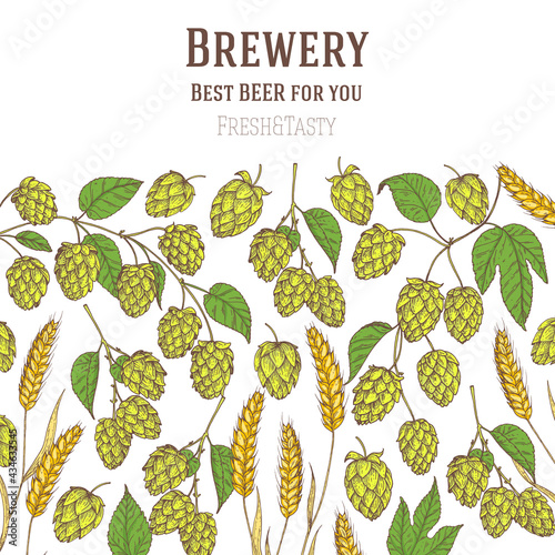 Hops and malt. Beer ingredients vector illustration. Vintage design. Brewery design template. Beer hop illustration. Hand drawn design.