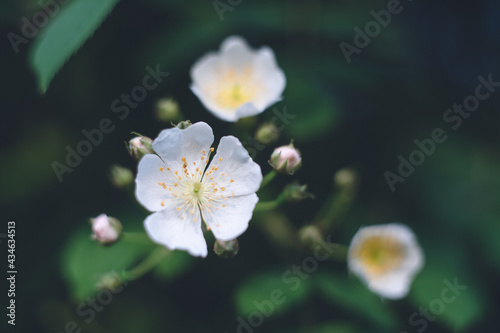 野山の野草 - 白くてかわいいノイバラの花