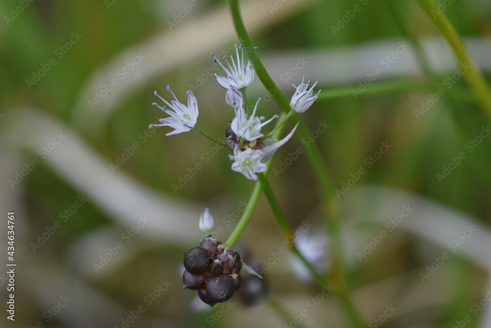 Wild rocambole flowers. Amaryllidaceae perennial grass. Edible and medicinal plants. Wild rocambole flowers. Amaryllidaceae perennial grass. Edible and medicinal plants.