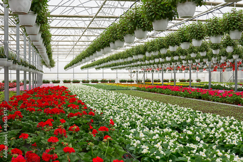 Front view of large glass greenhouse with flowers. Growing flowers in greenhouses. Interior of a modern flower greenhouse. Flowers in flowerpots. Concept of care for beautiful plants. 