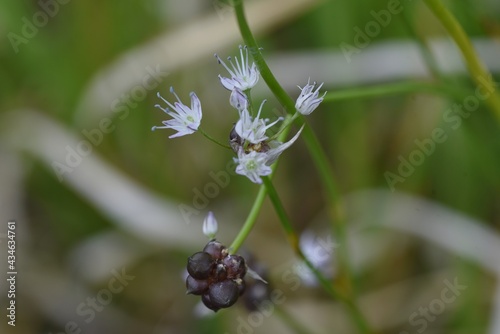 Wild rocambole flowers. Amaryllidaceae perennial grass. Edible and medicinal plants.