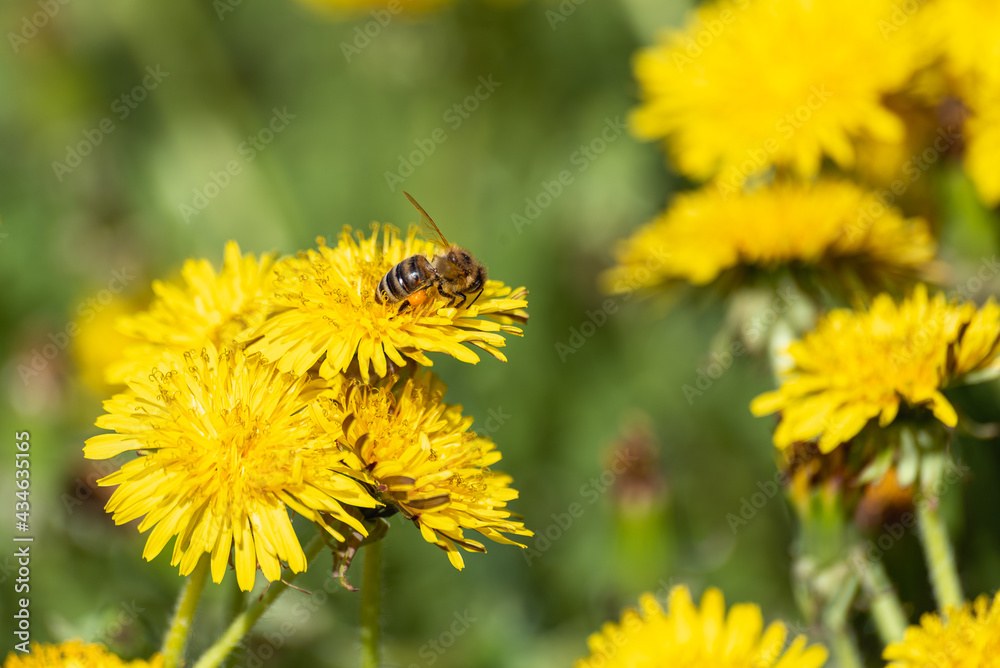 Bees on blooming dandelions in spring. Bees on blooming dandelions in spring.