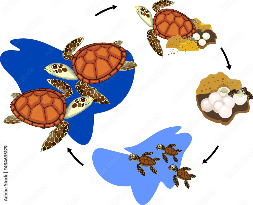 Life cycle of sea turtle. Sequence of stages of development of turtle ...